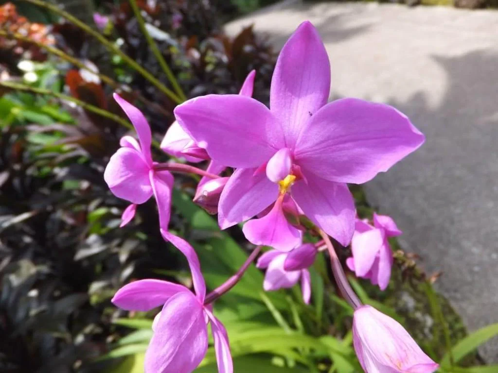 National Orchid Gardens - Photo 4