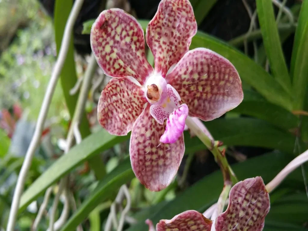 National Orchid Gardens - Photo 5