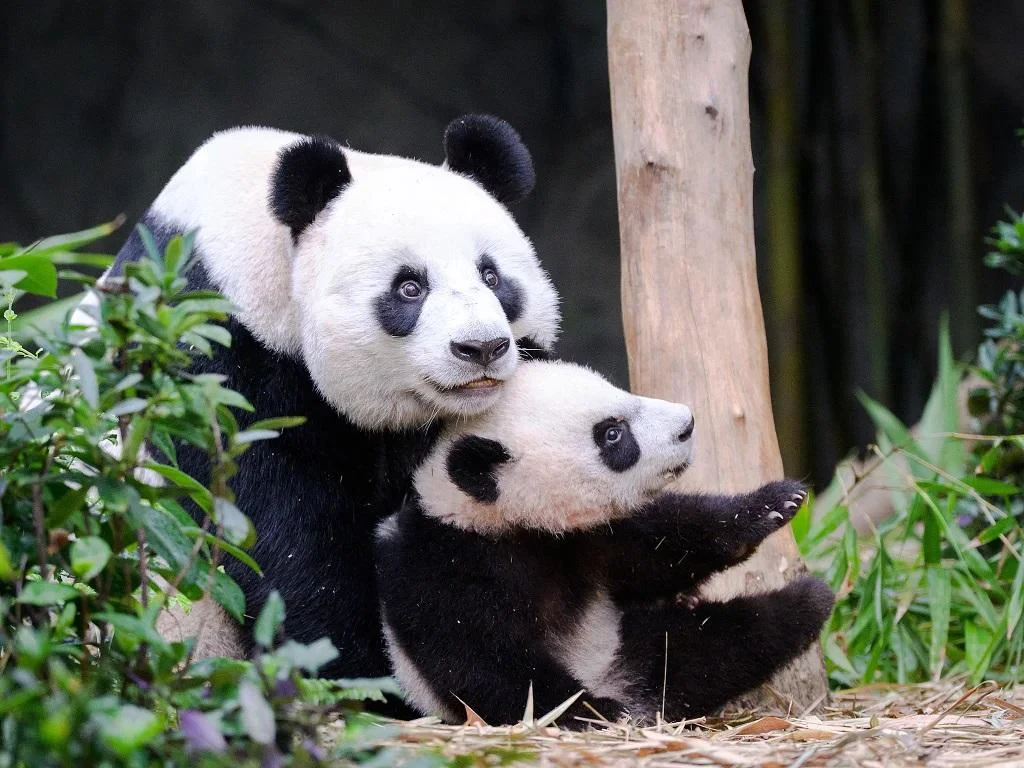 River Wonders - Ticket - Photo 3