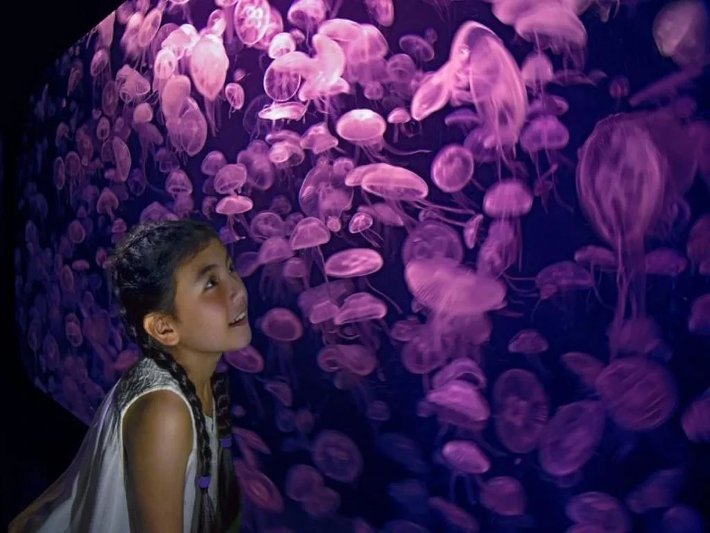 S.E.A. Aquarium Direct - Photo 2