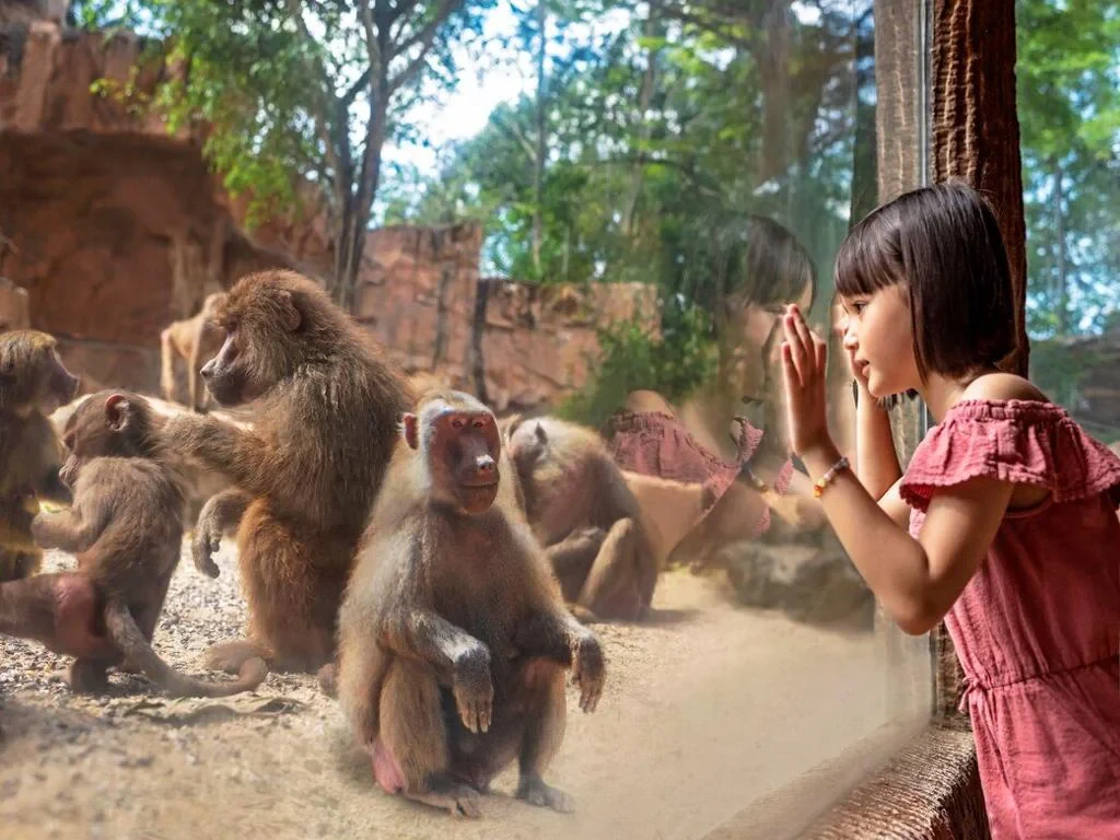 Singapore Zoo – Ticket - Photo 5