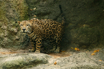 A majestic leopard standing against a rocky background at Night Safari Singapore, showcasing the unique nocturnal wildlife experience."