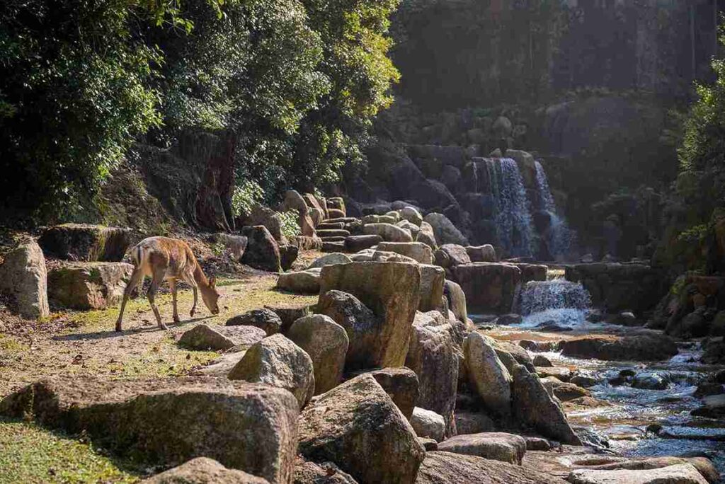 <a href="https://www.freepik.com/free-photo/beautiful-view-deer-by-waterfall-stones-captured-miyajima-island-japan_9076581.htm#fromView=search&page=1&position=1&uuid=3f32351d-199d-4339-854b-92b745c1f6f1">Image by wirestock on Freepik</a>