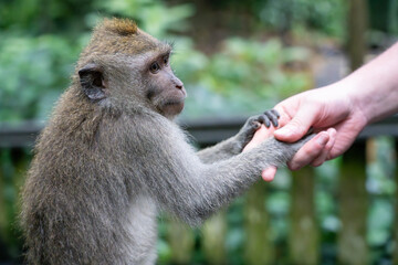 A monkey gently holding a human hand amidst a lush, green environment, symbolizing a moment of connection and curiosity in the serene setting 