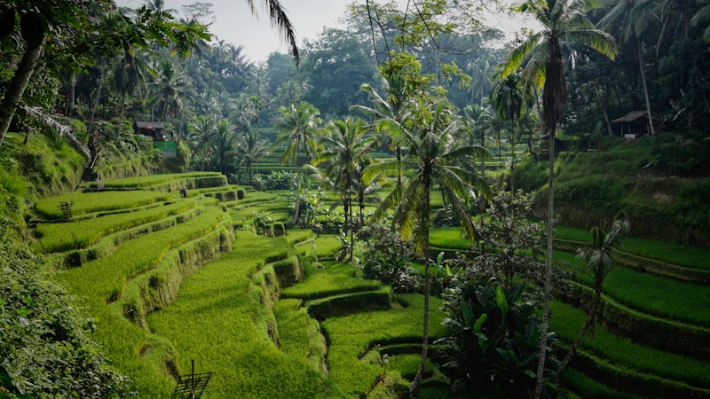 Zoo, Night Safari & Gardens